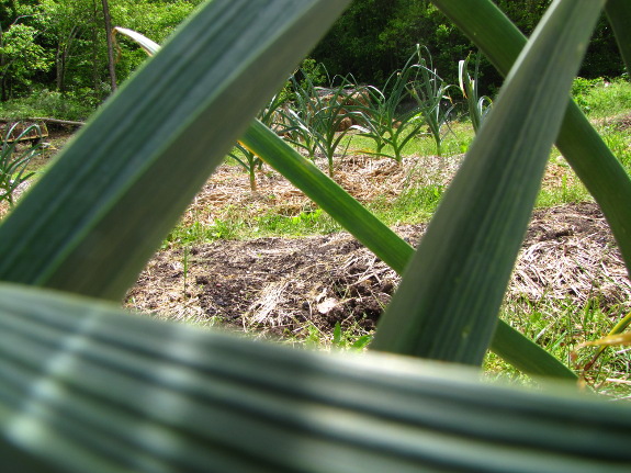 Garlic garden