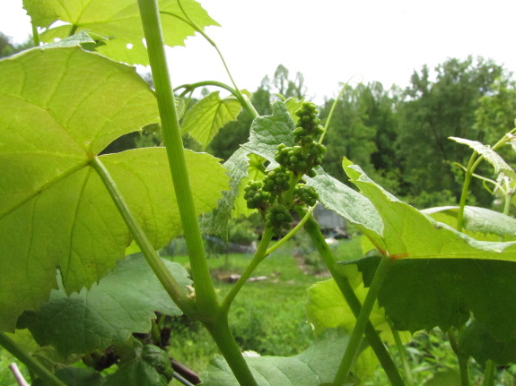 Grape flower buds