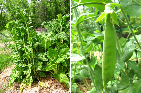 Pea and swiss chard