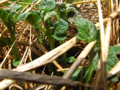 Potato sprouts