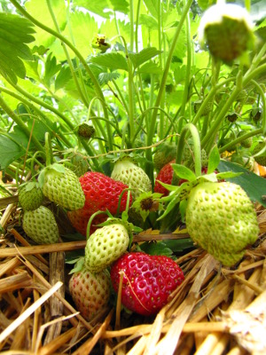 Ripening strawberries