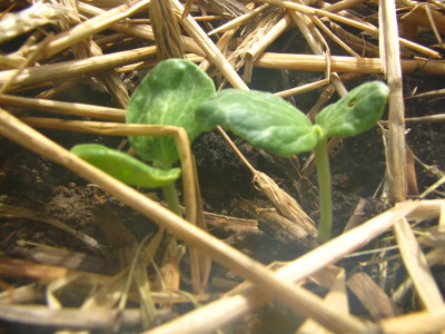 Squash seedlings