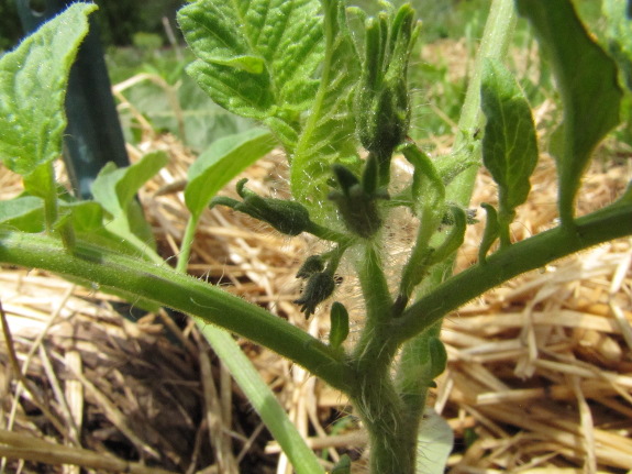 Tomato flower buds