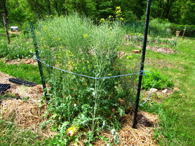 Tying up kale