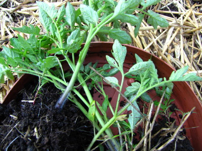 Transplanting tomatoes