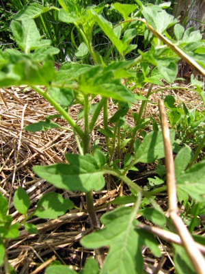 Volunteer tomatoes