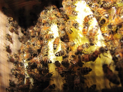 Inside Warre hive