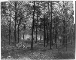 Thoreau's woods