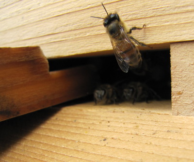 Warre hive entrance