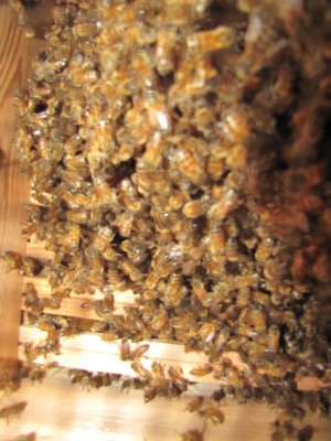 Young bee colony