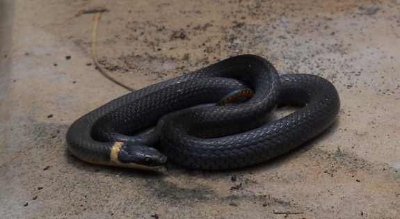 Ring-necked snake in the garden
