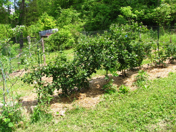 Garden beds on a slope