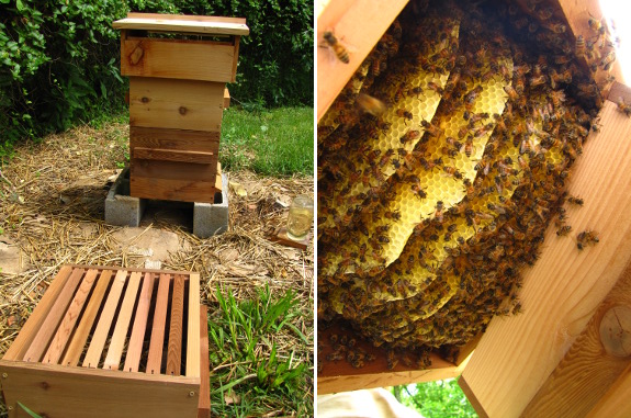 Warre hive nadiring