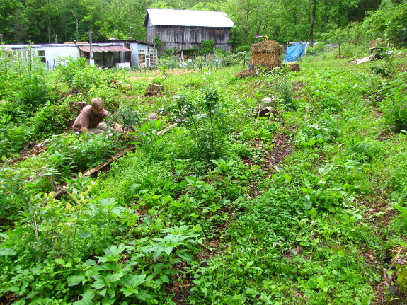 Garden beds perpendicular to the slope