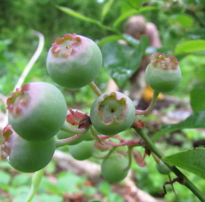 Green blueberries