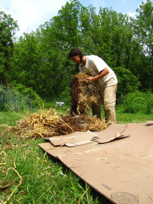Laying down a kill mulch