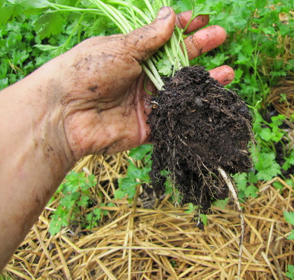 Transplanting parsley