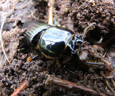 Beetle in rotting wood