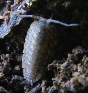 Sow bug