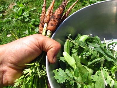 Early June harvest