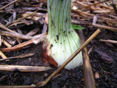 Onion in the garden