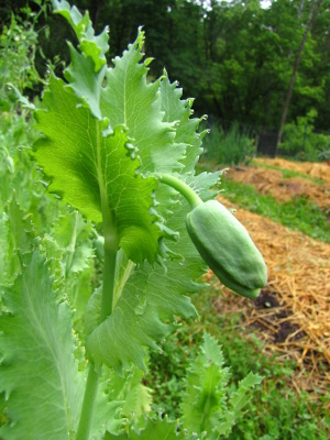 Poppy bud