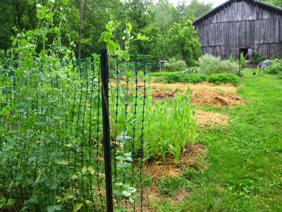 Trellised peas