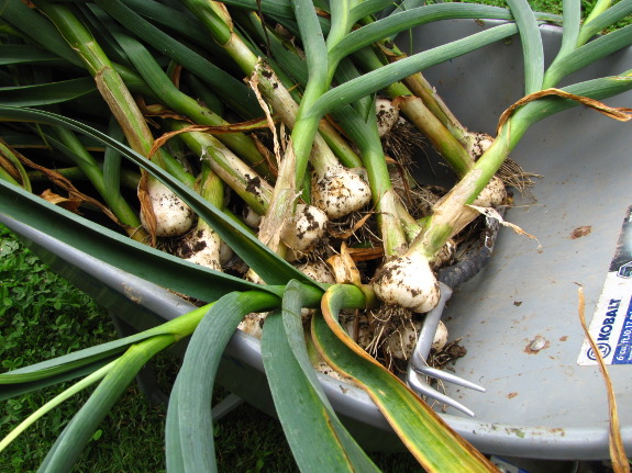 Hardneck garlic