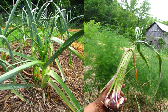 Overmature garlic