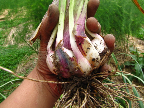 Sprouted garlic head