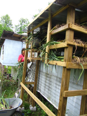 Climbing ladder with garlic