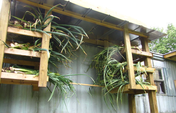 Garlic curing racks