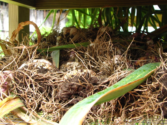 Newly harvested garlic