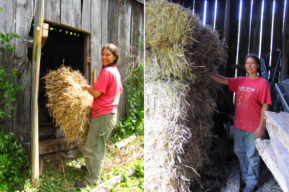 Straw in barn