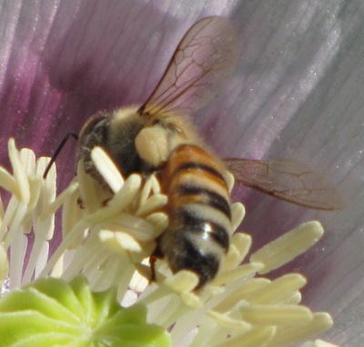 Bee gathering pollen