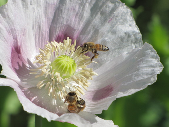 Honeybees on poppy