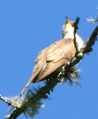 Yellow-billed Cuckoo