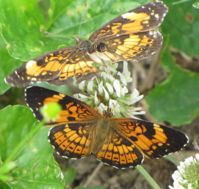 Butterflies on clover