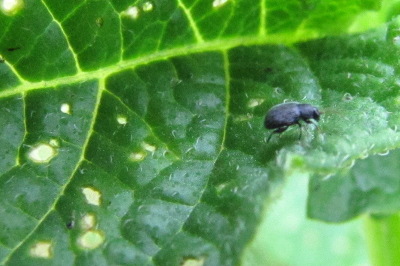 Flea beetle