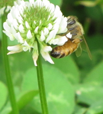 Honeybee on clover