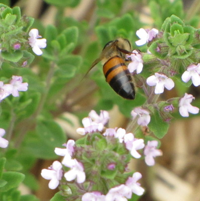 Honeybees on thyme