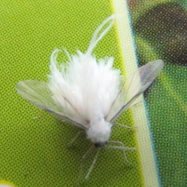 Woolly aphid