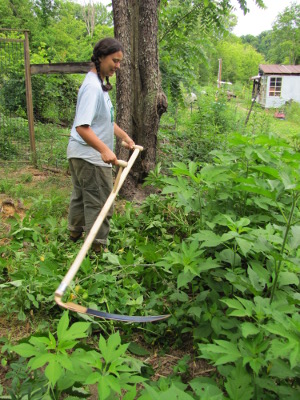 Scything ragweed