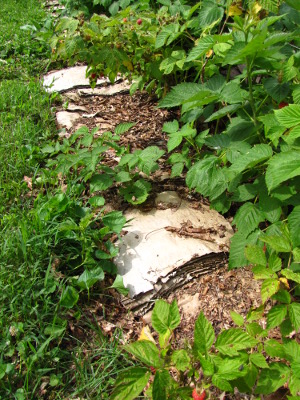 Cardboard mulch