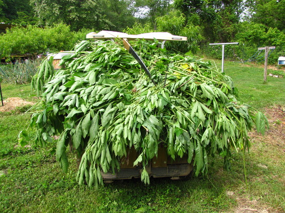 Golf cart load of weeds