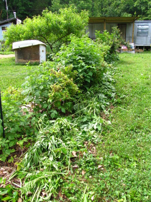 Mulching with weeds