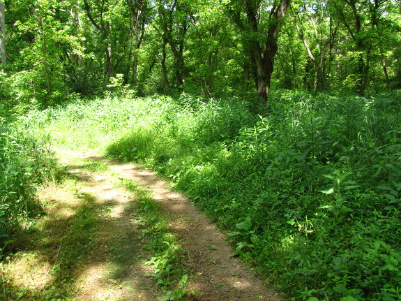 Weed-lined road