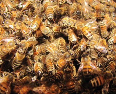Cluster of bees
