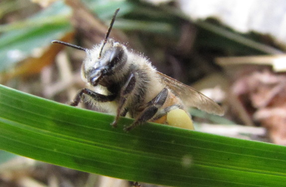 Honeybee with pollen