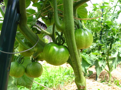 Green tomatoes